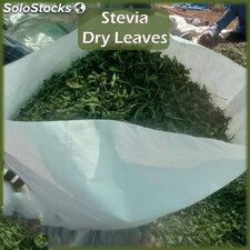 Feuilles séchées de stévia Bio ou broyées.