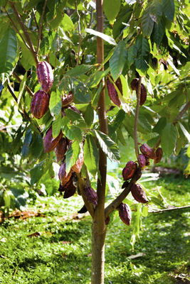 féves de cacao, 100 % bio