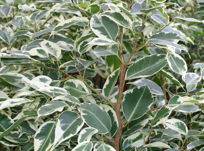 Ficus panache - Photo 2