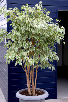 Ficus panache - Photo 4