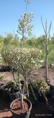 Ficus panache - Photo 5