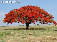 Flamboyant árvore adulta