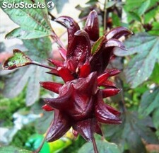Comprar Flor Jamaica | SoloStocks México