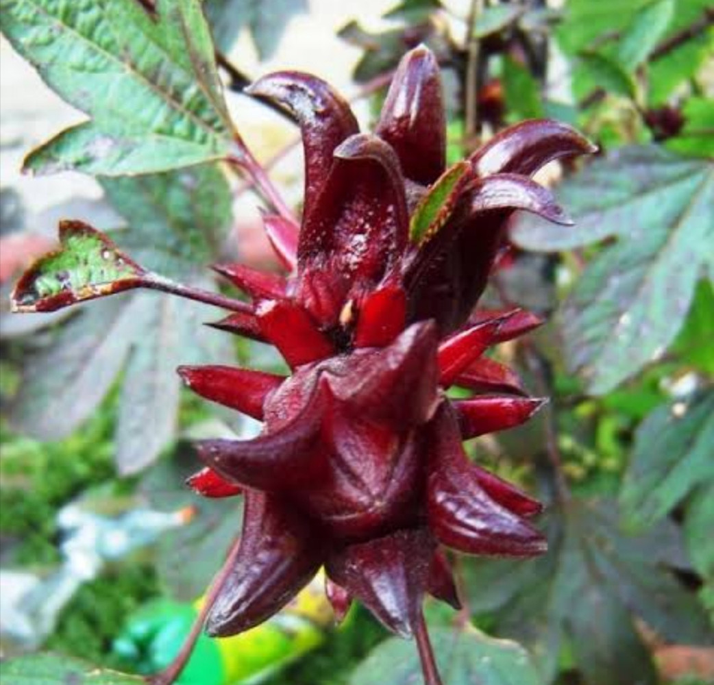 Flor de jamaica a granel