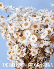 Flor preservada Margarita Oxodia blanca. Decoracion Boda y Comunion