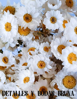 Flor preservada Margarita Oxodia blanca. Decoracion Boda y Comunion - Foto 3