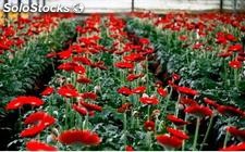 Venda de Mudas Plantas | Compra e venda de Mudas Plantas no atacado |  SoloStocks Brasil