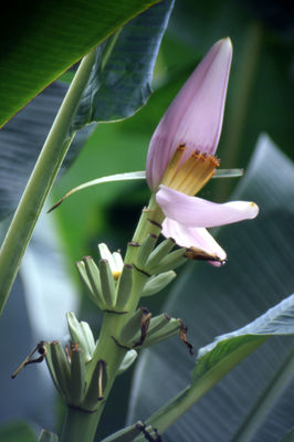 Flores tropicales de corte - Foto 5