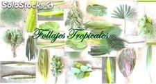 Follajes Tropicales