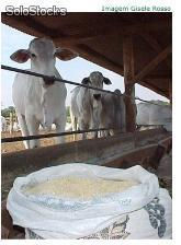 Formulas de sal mineralizado proteinado energeticos para gado de corte e leite - Foto 2