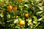Fournisseur feuilles orange - 1