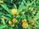 Fournisseur feuilles orange - Photo 2