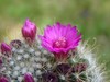 Fournisseur ,fleur de cactus