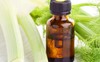 Fournisseur huile essentielle de fennel
