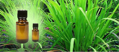 Fournisseur huile essentielle de palmarosa