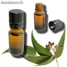 Fournisseur huile essentielle Eucalyptus globulus