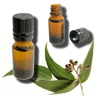Fournisseur huile essentielle Eucalyptus globulus