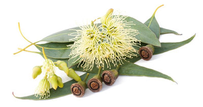 Fournisseur huile essentielle Eucalyptus globulus - Photo 2