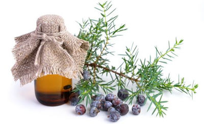 Fournisseur huile essentielle juniper