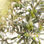 Fournisseur Huile Olive marocaine Extra Vierge 100% Bio qualité Prémium - Photo 4