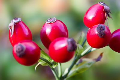 Fournisseur huile Végétale de rose musquee