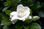 Fournisseur Parfum de Gardenia - Photo 2