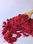 Frambuesa Liofilizada en Polvo Freeze Dried Raspberry Powder - 1