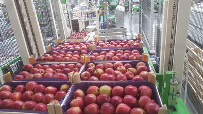 Fresh Apples - Foto 3