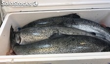 Fresh Atlantic salmon