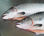 Fresh Atlantic salmon - Photo 3