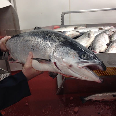 Fresh Atlantic salmon - Photo 4