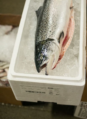 Fresh Atlantic salmon - Photo 5