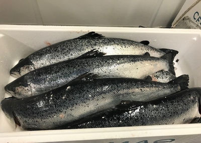 fresh salmon superior quality