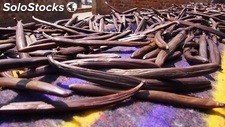 Fresh vanilla beans striaght from producer based in Uganda