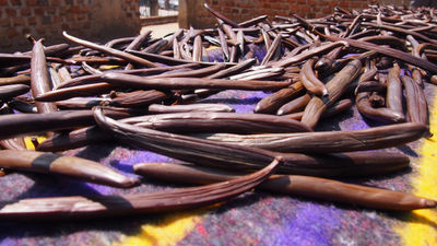 Fresh vanilla beans striaght from producer based in Uganda