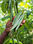 Fresh vanilla beans striaght from producer based in Uganda - Zdjęcie 2