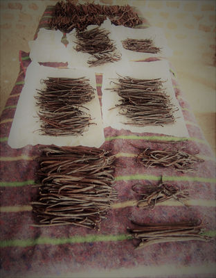 Fresh vanilla beans striaght from producer based in Uganda - Zdjęcie 4