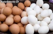 Frische Hühnereier / weiße und braune Eier Tisch.