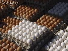 Frisches Huhn Eier fruchtbaren Huhn, Bruteier