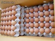 Frisches Huhn Eier fruchtbaren Huhn, Bruteier - Foto 2