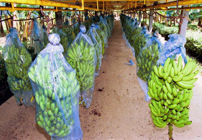 Frutas y productos tipo exportación de Colombia - Foto 2