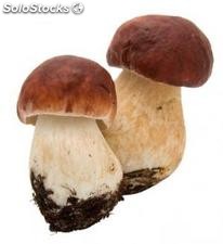 funghi freschi e conservati. Porcini, cardoncelli, pioppini, pleurotus gialletti