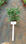 fushia plante (plante a fleur) - 1