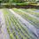Garden Weed Control Mat Plastic Ground Cover Mesh - Foto 4