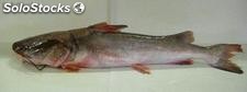 Gillbacker Sea Catfish // Bagre de Mar