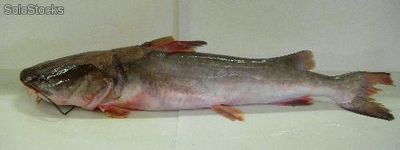 Gillbacker Sea Catfish // Bagre de Mar