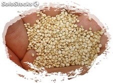 grain de quinoa balnc conventionnel