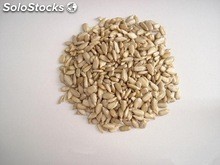 graines de tournesol