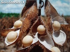 Grano de soja GMO para ganado