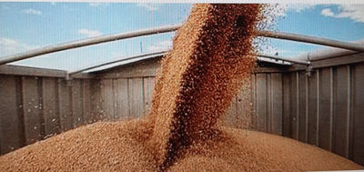 Grano de soja GMO para ganado - Foto 2